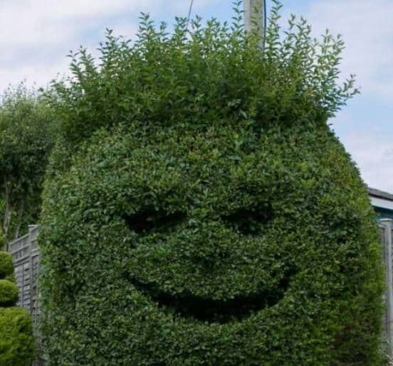 Precisely shaped topiary hedge