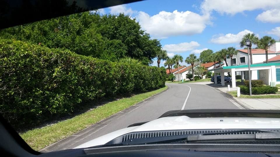 Trimmed hedge-lined roadway at a maintained property