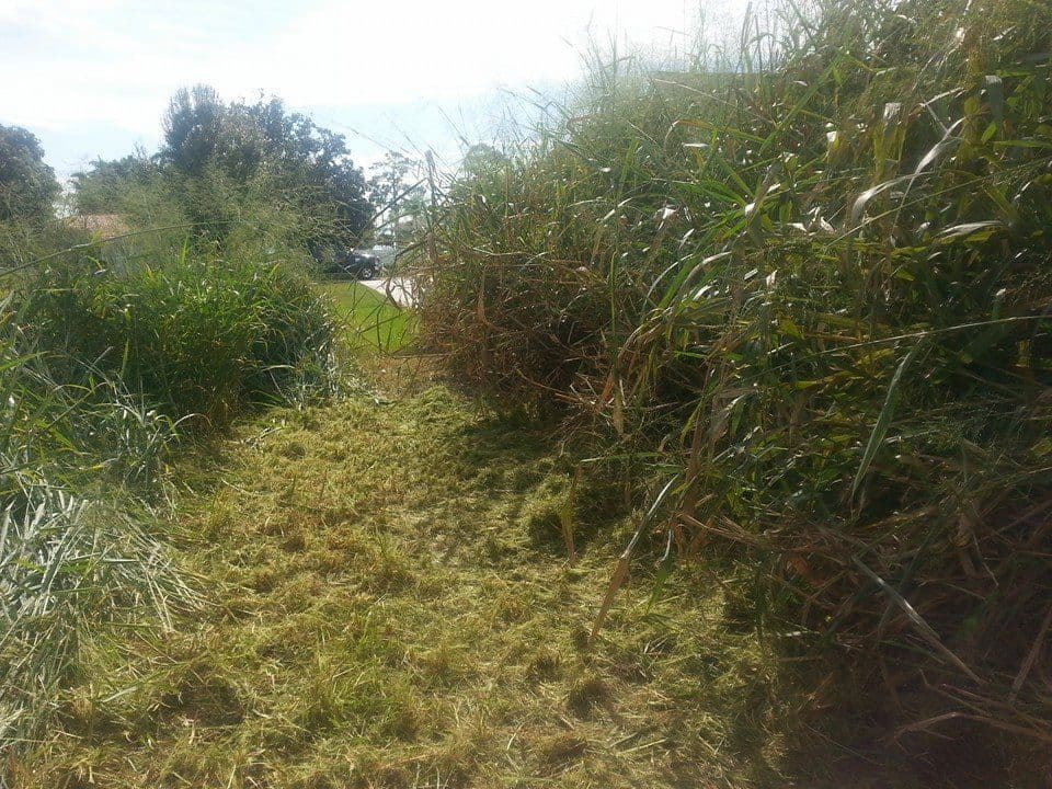 Cleared path through tall overgrown grass